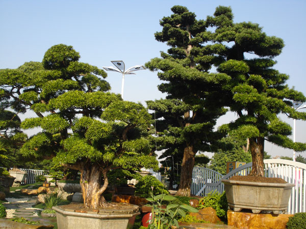 2025年春季花园修剪最佳时间表发布，家庭养护必看